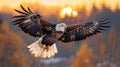 Eagle in flight majestic soar against the sunrise or sunset backdrop. AI Generated. Royalty Free Stock Photo