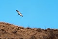 Eagle in flight over mountain Royalty Free Stock Photo