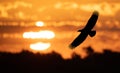 Eagle in flight at Sunset