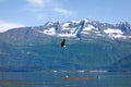 An eagle in flight at valdez Royalty Free Stock Photo