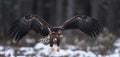 Eagle in flight. White-tailed eagle in flight.