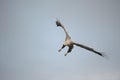 Eagle in Flight. Royalty Free Stock Photo