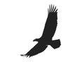 Eagle in flight with wide wingspan. isolated vector silhouette image