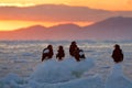 Eagle floating in sea on ice. Beautiful Steller`s sea eagle, Haliaeetus pelagicus, flying bird of prey, with sea water, Hokkaido,