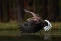 Eagle in fly above the dark lake. White-tailed Eagle, Haliaeetus albicilla, flight above the water river, bird of prey with forest