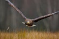 Eagle fly above the forest meadow. White-tailed Eagle, Haliaeetus albicilla, face flight, bird of prey with forest in background. Royalty Free Stock Photo