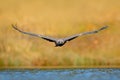 Eagle fly above the lake surface. White-tailed Eagle, Haliaeetus albicilla, face flight, bird of prey with forest in background. A Royalty Free Stock Photo