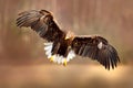 Eagle fly above the lake surface. White-tailed Eagle, Haliaeetus albicilla, face flight, landing, bird of prey with forest in back Royalty Free Stock Photo