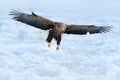 Eagle fly above the sea ice. Winter scene with bird of prey. Big eagles, snow sea. Flight White-tailed eagle, Haliaeetus albicilla Royalty Free Stock Photo