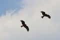 eagle fly in the blue sky Royalty Free Stock Photo