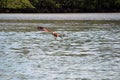 Eagle fly down at the water