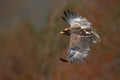 Eagle in fly. Flying dark brawn bird of prey Steppe Eagle, Aquila nipalensis, with large wingspan. Wildlife scene from nature. Act