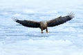 Eagle fly landing above the sea ice. Winter scene with bird of prey. Big eagles, snow sea. Flight White-tailed eagle, Haliaeetus a Royalty Free Stock Photo