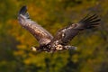 Eagle in fly. White-tailed Eagle, Haliaeetus albicilla, flight above the water river, bird of prey with forest in background Royalty Free Stock Photo