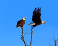 Eagle Flyby