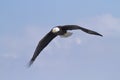 Eagle Flyby Royalty Free Stock Photo