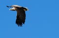 Eagle Flying Royalty Free Stock Photo