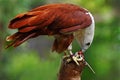 An eagle is eating a white mouse. Royalty Free Stock Photo