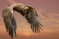 Eagle flying in the blue sky. Imperial Eagle in flight. Shaving flying eagle on a background of blue sky. Eagle, hawk looking for Royalty Free Stock Photo