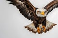 An eagle flying elegantly in the sky Royalty Free Stock Photo