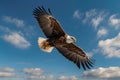 An eagle flying elegantly in the sky Royalty Free Stock Photo