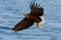 Eagle flying with fish. Beautiful , White-tailed Eagle, Haliaeetus albicilla, flying bird of prey, with sea in background Royalty Free Stock Photo