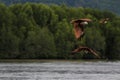 Eagle flying in a flock above water