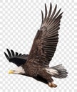 Bald eagle flying swoop attack hand draw and paint color on checkered background vector Royalty Free Stock Photo