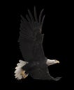 Eagle flying isolated at black