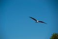 Eagle flying and looking out for prey Royalty Free Stock Photo