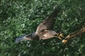 Eagle flying near the trees in Wildpark Schwarze Berge in Germany