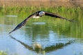 an eagle flying over a body of water with its wings spread Royalty Free Stock Photo