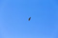 Eagle flying over a clear blue sky Royalty Free Stock Photo