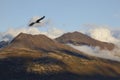 Eagle flying over mountains in fall Royalty Free Stock Photo
