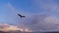 Eagle flying in over mountains in winter Royalty Free Stock Photo
