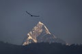 Eagle flying over sacred mountain of Himalaya, Machapuchare peak. Nepal