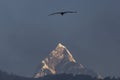Eagle flying over sacred mountain of Himalaya, Machapuchare peak. Nepal Royalty Free Stock Photo