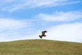 Eagle flying over steppe