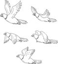 Eagle Flying Side Cartoon Collection Set Royalty Free Stock Photo