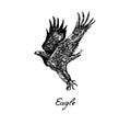 Eagle flying side view, with inscription, hand drawn doodle, sketch in vintage style, vector Royalty Free Stock Photo