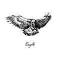 Eagle flying side view, with inscription, hand drawn doodle, sketch in vintage style, vector Royalty Free Stock Photo