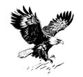 Eagle flying sketch hand drawn engraving style Vector illustration Royalty Free Stock Photo