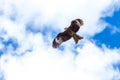 Eagle flying sky Royalty Free Stock Photo
