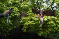 Eagle flying towards falconer's hand