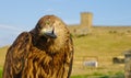 Eagle in front of castle