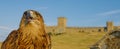 Eagle in front of castle Royalty Free Stock Photo