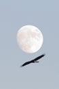 Eagle on Full moon Royalty Free Stock Photo