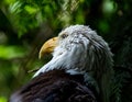 Eagle Gazing Off showing Alertness and Inquisitiveness