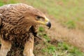 Eagle in grass Royalty Free Stock Photo