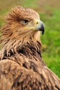 Eagle in grass Royalty Free Stock Photo